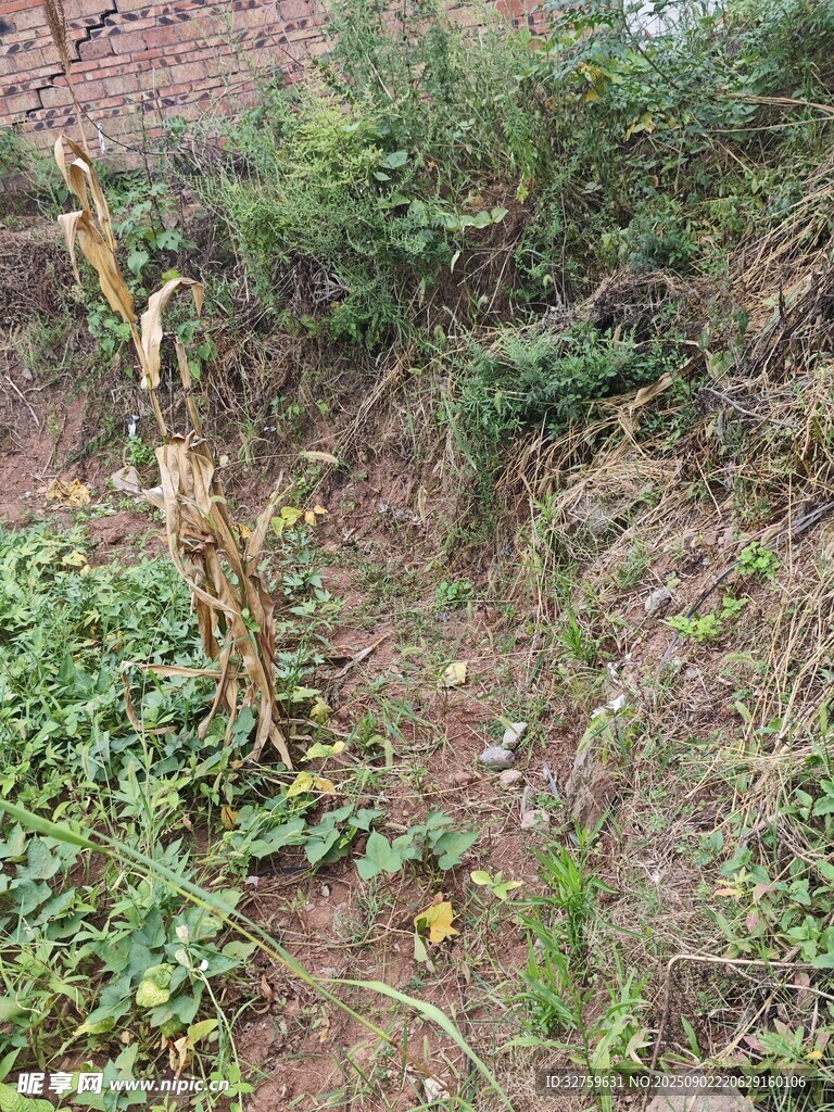 山坡上的杂草与植物