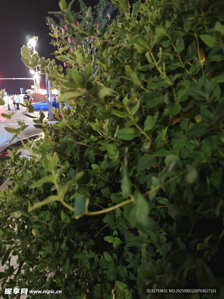 繁茂绿植 