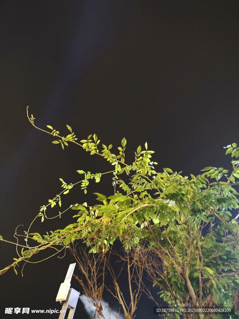 夜空中的翠绿植物枝丫