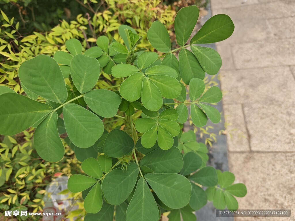 翠绿三叶草植物特写