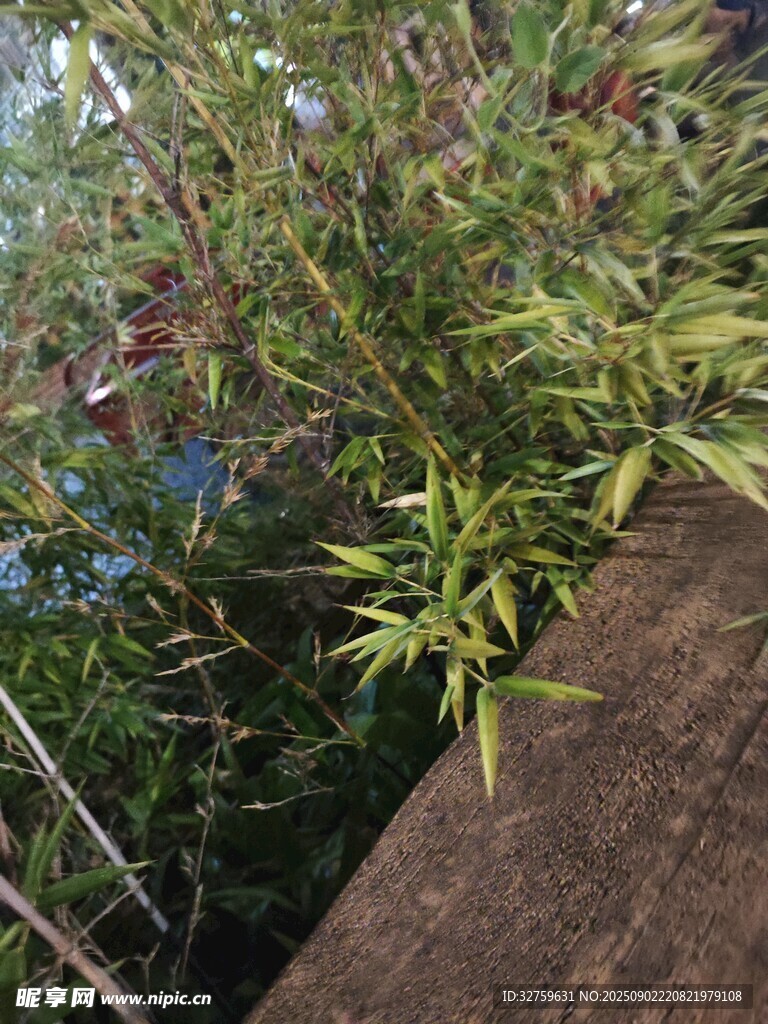 木边绿植特写