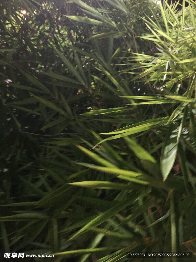 茂密绿植 