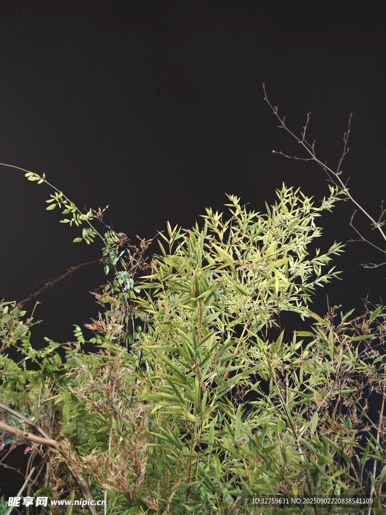 夜间绿植景象