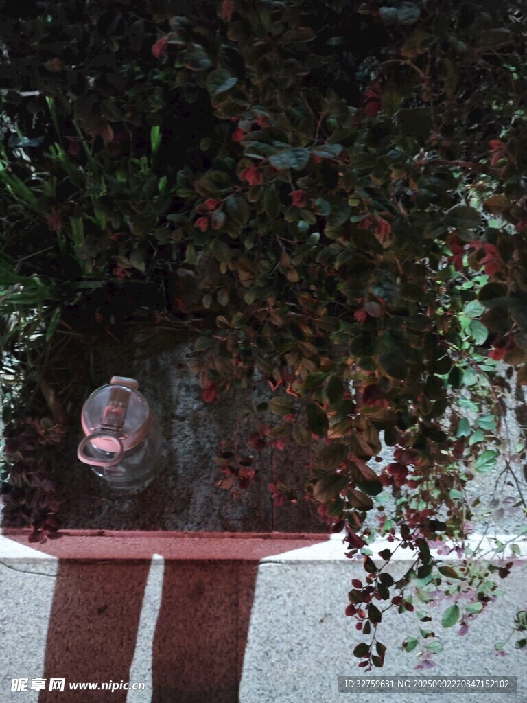 透过绿植窥景
