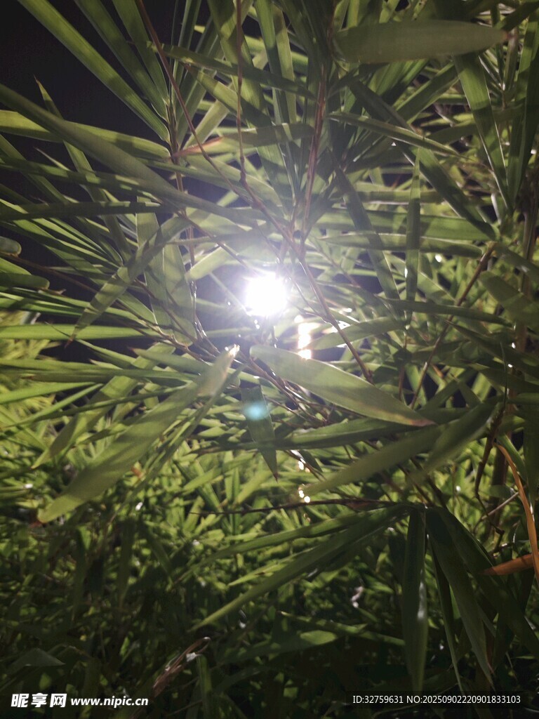 透过枝叶的璀璨阳光