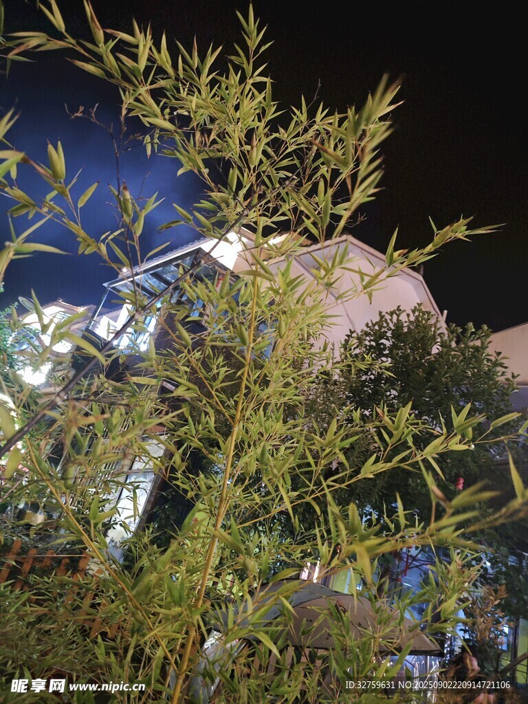 夜晚中的绿植与建筑景观