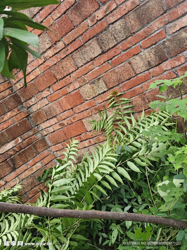 砖墙旁的翠绿蕨类植物
