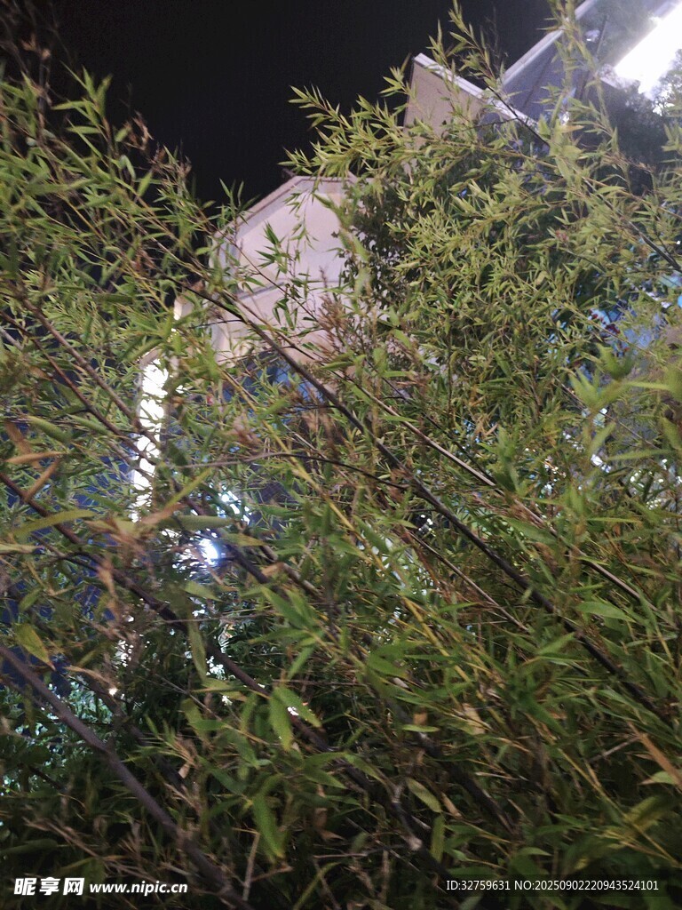 夜晚绿植中的模糊物体