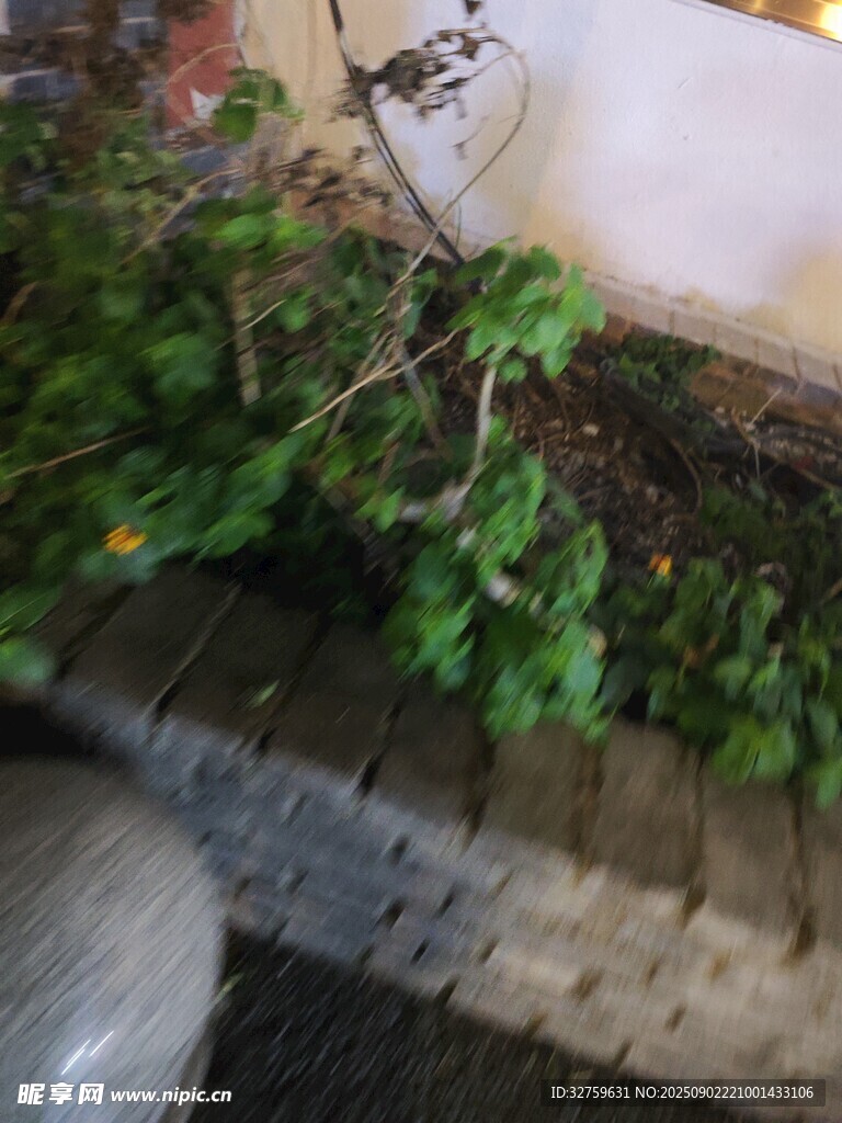 路边绿植与石块景观