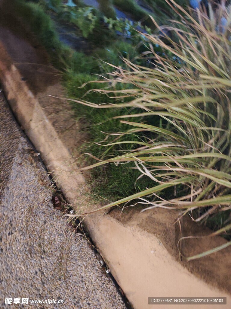 路边草丛旁的黑色昆虫