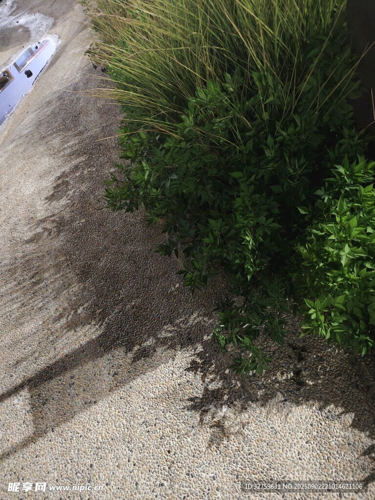 地面旁的绿植与阴影