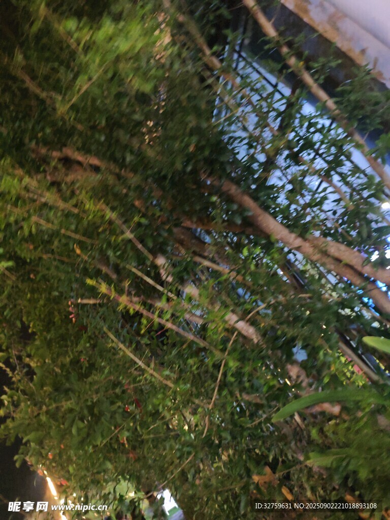 仰视茂密森林树木景观