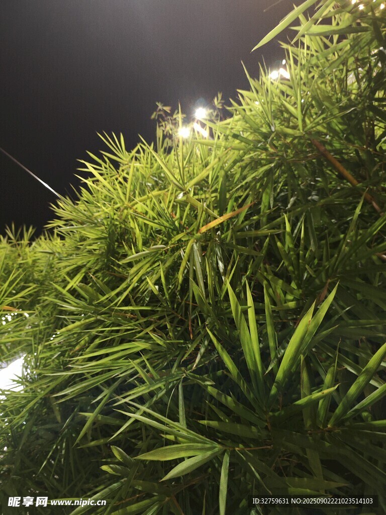 夜间翠绿植物