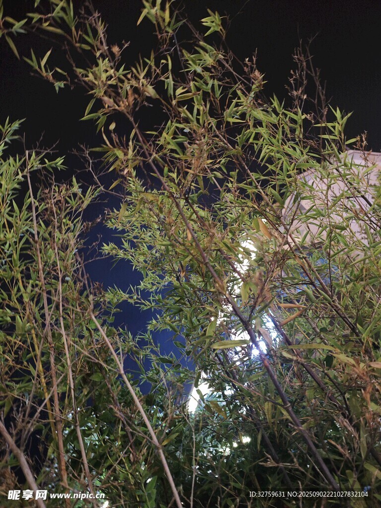 夜中枝叶与朦胧光影
