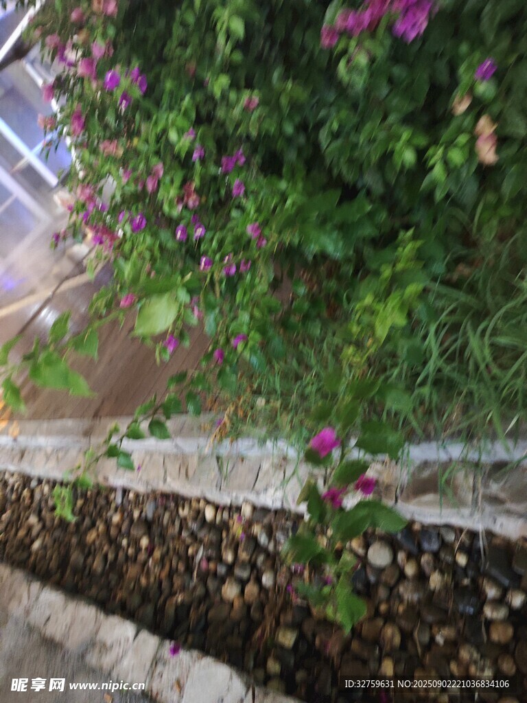 花园小径旁的繁茂花草