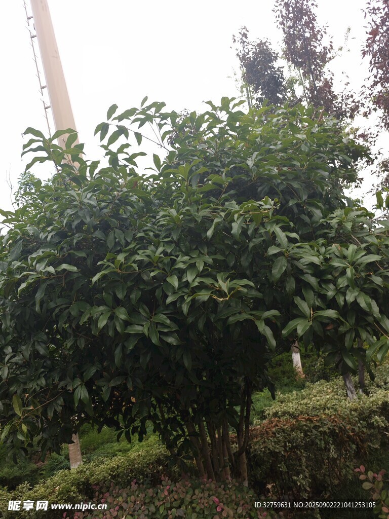绿叶繁茂的树木
