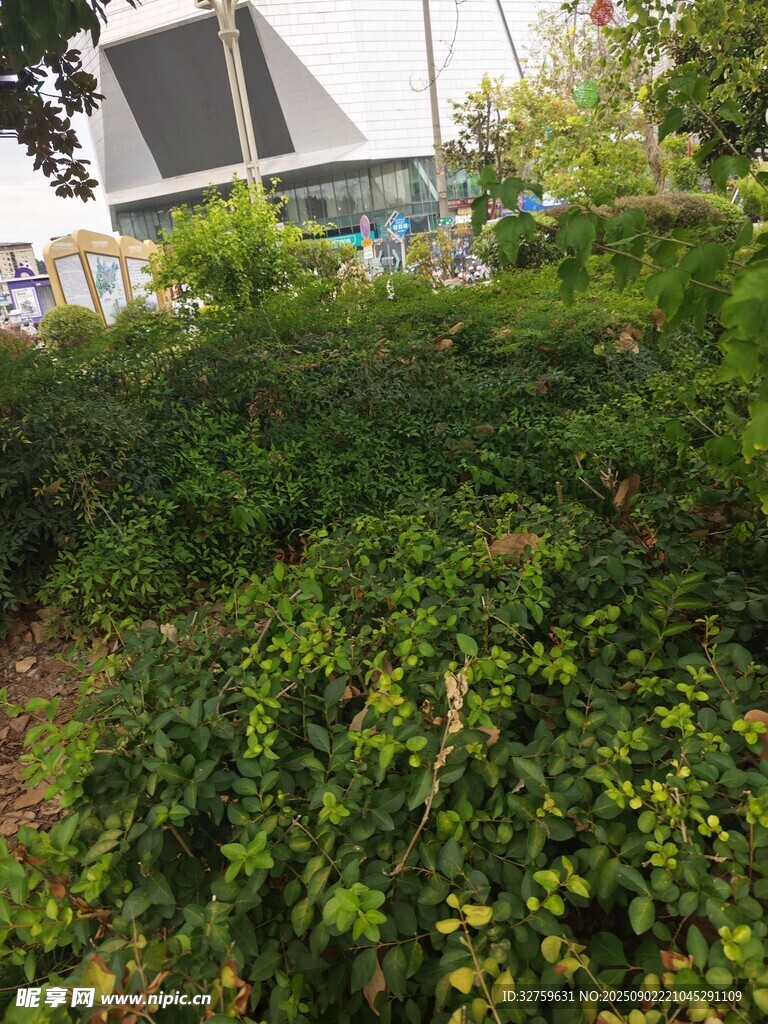 户外繁茂绿植景观