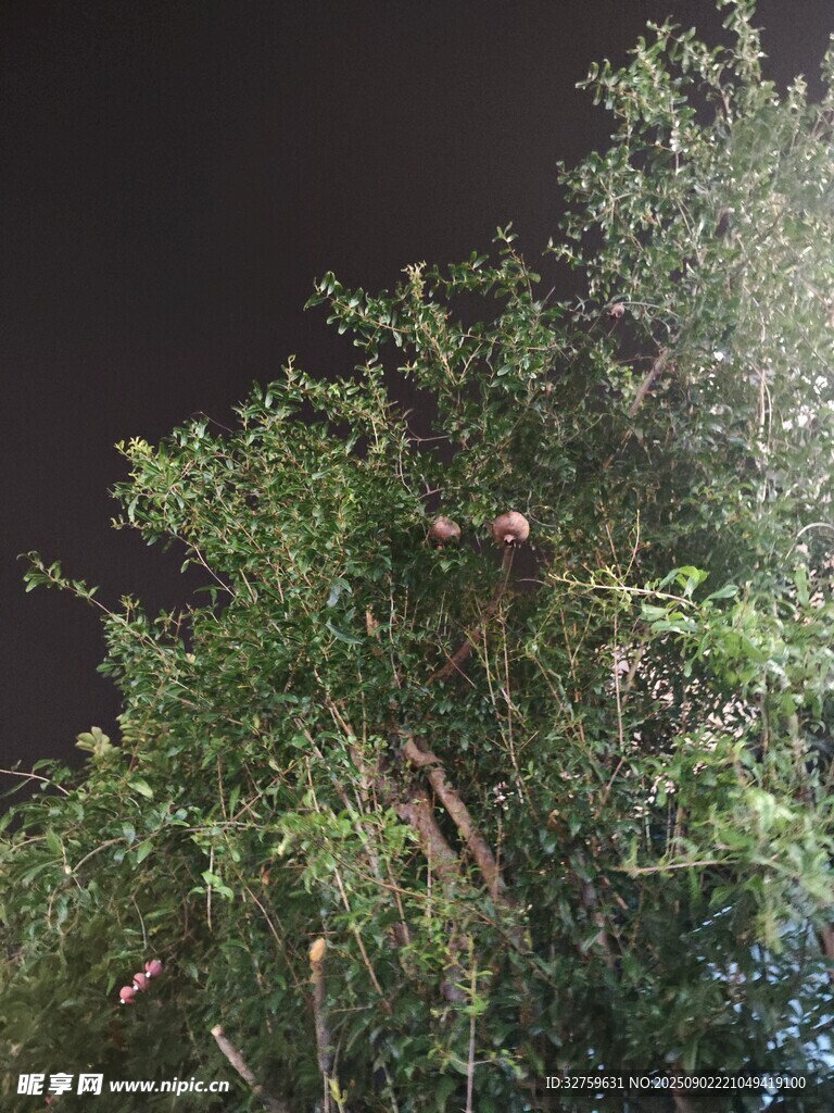 夜晚中的葱郁树木