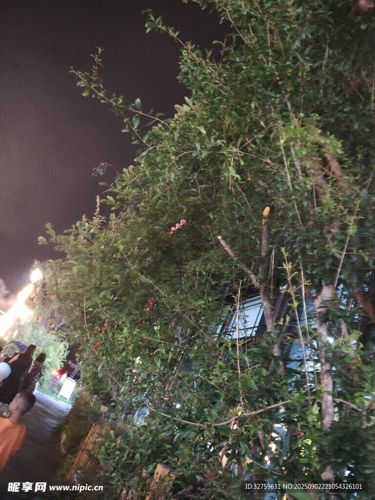夜晚灯光装点的树木景观
