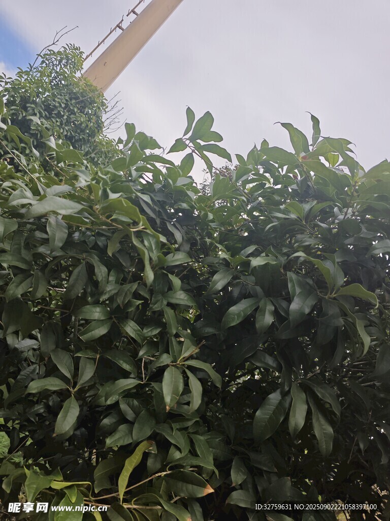 繁茂绿植 