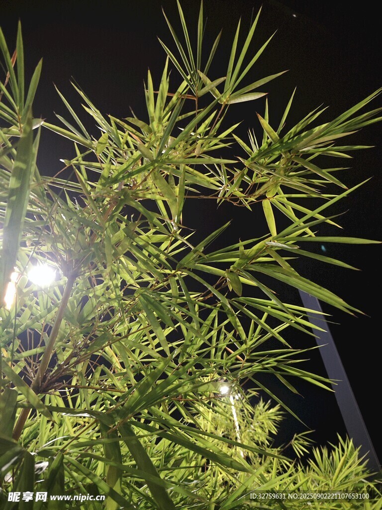 夜间翠绿竹叶特写