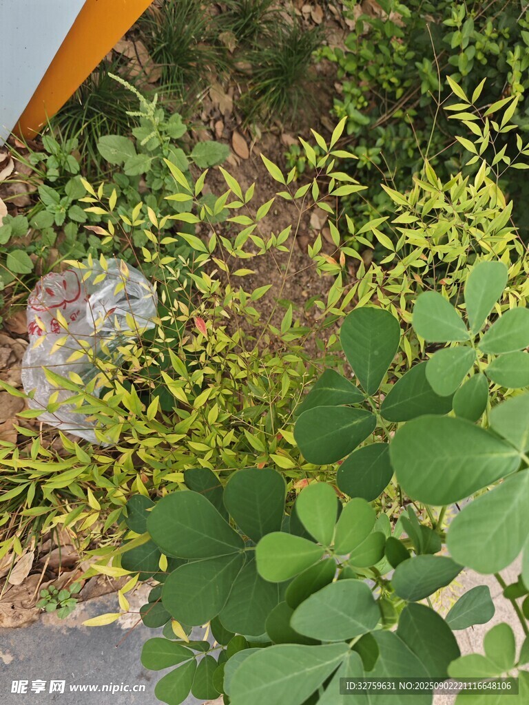 路边绿植景观