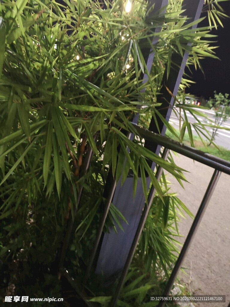 阳光下的绿植与金属围栏