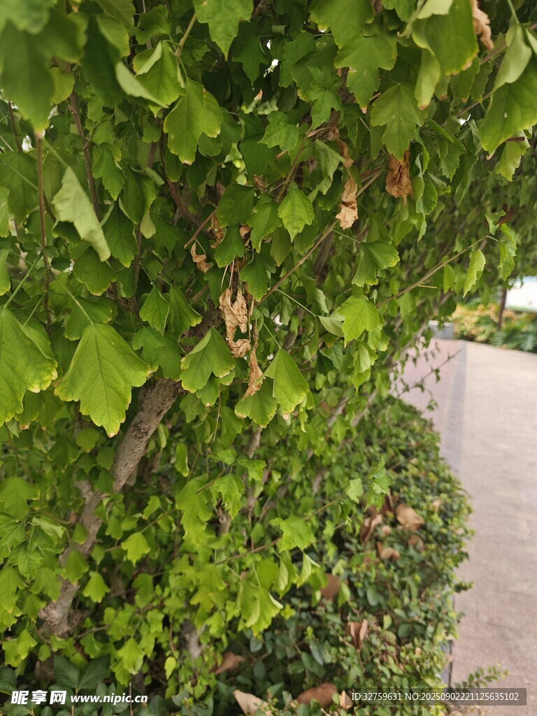 绿叶繁茂的路旁绿植