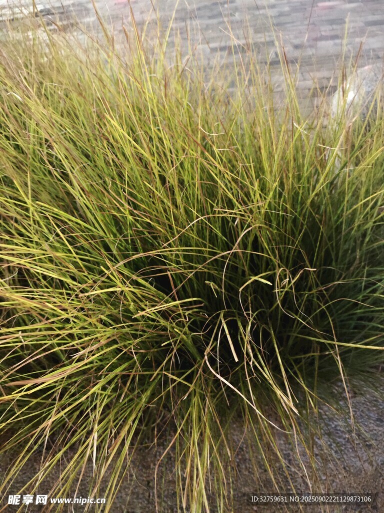 翠绿丛生的观赏草植物