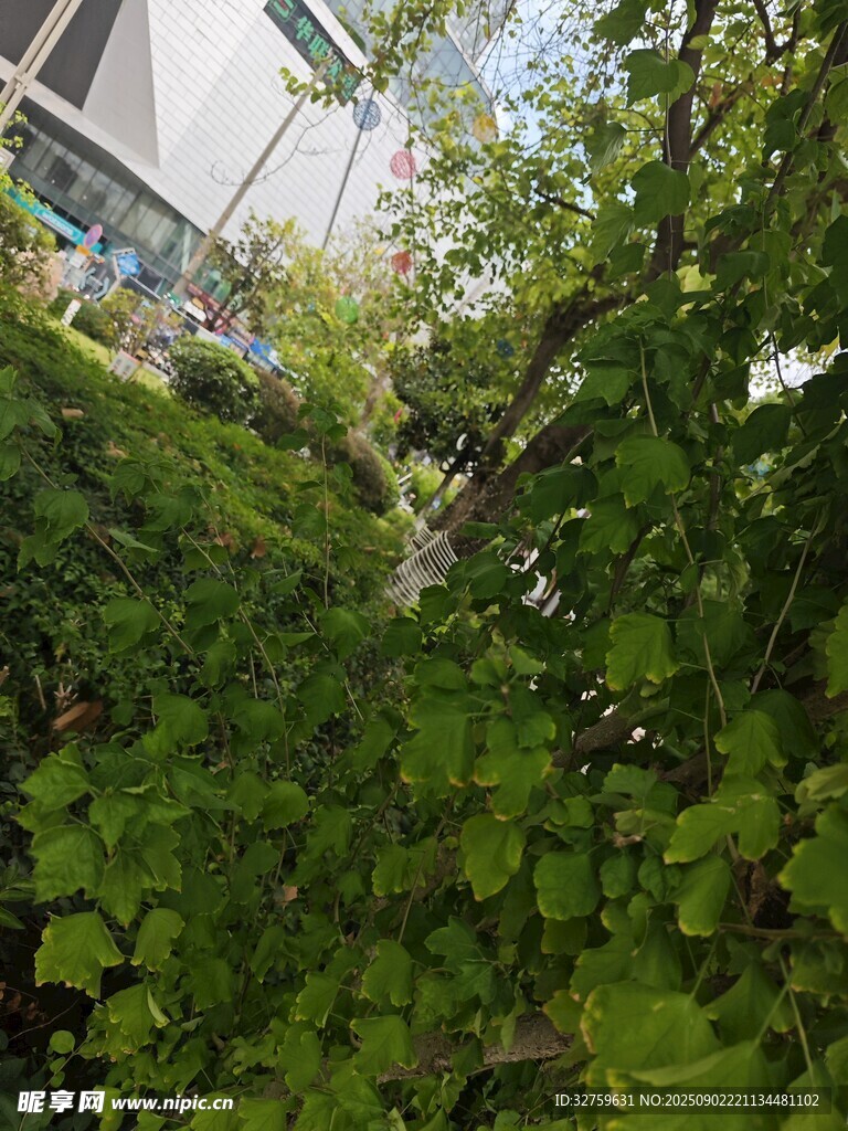 绿叶繁茂的户外景致
