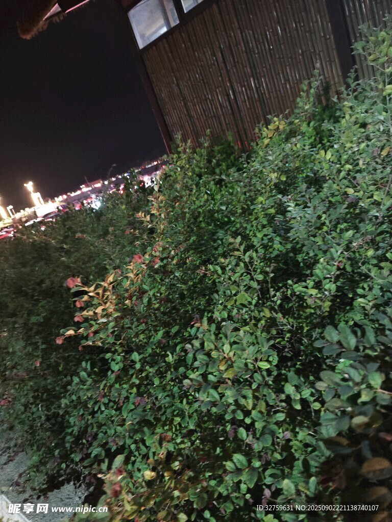 夜晚绿植景观