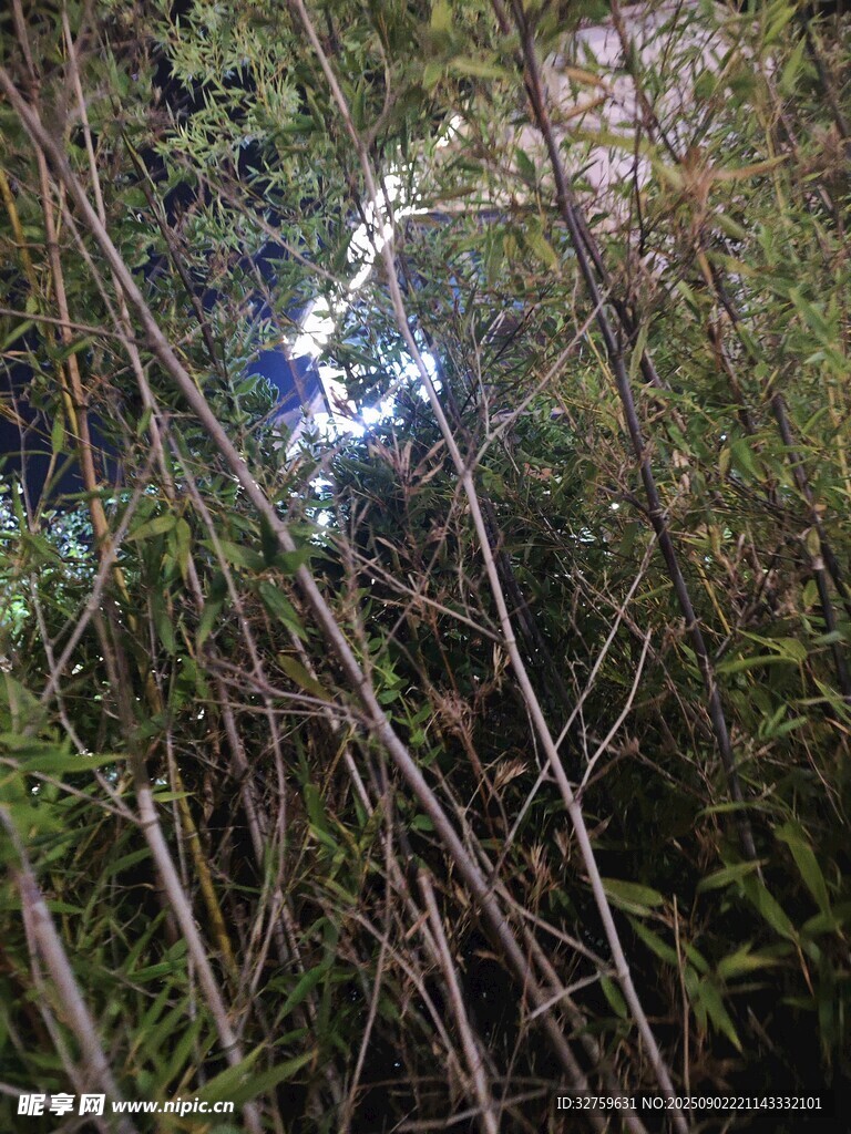 茂密丛林中的自然景象