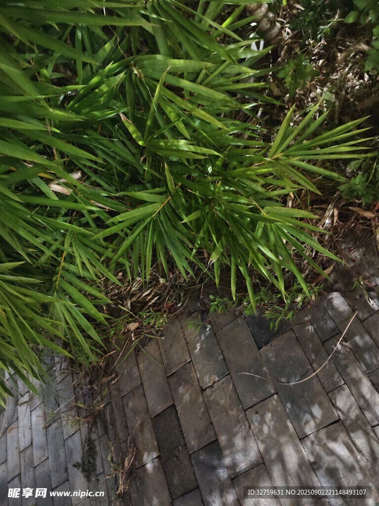 地面绿植与石块景象