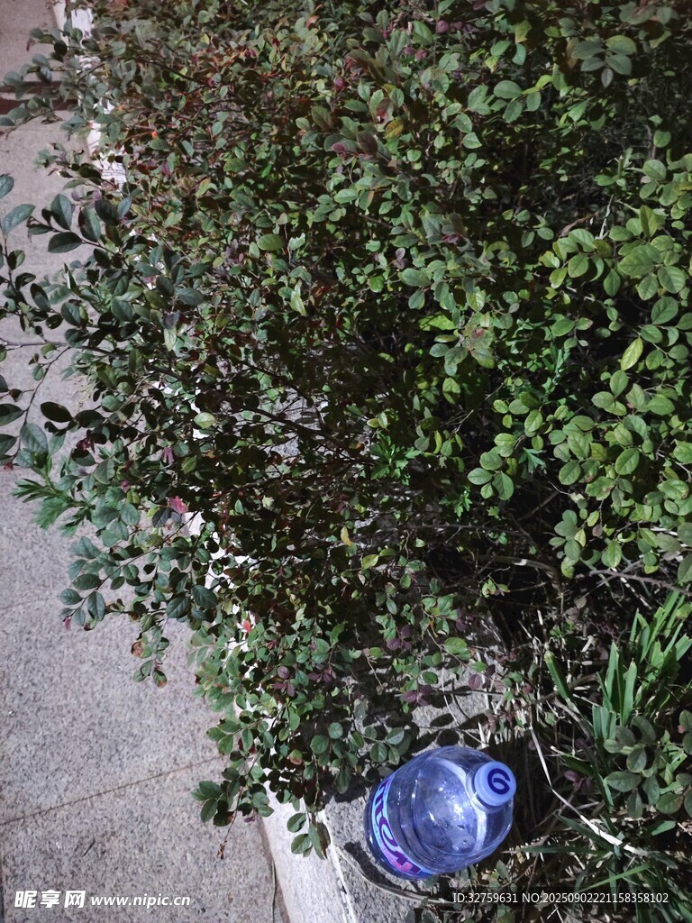 路边绿植旁的蓝色瓶子
