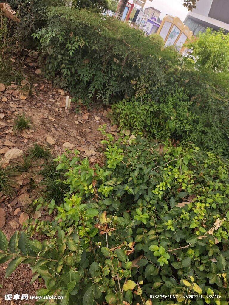 户外繁茂绿植景观