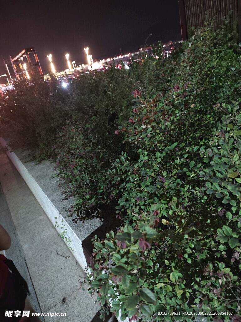 夜晚路边繁茂绿植景观