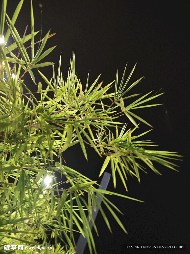 夜间翠绿竹子特写