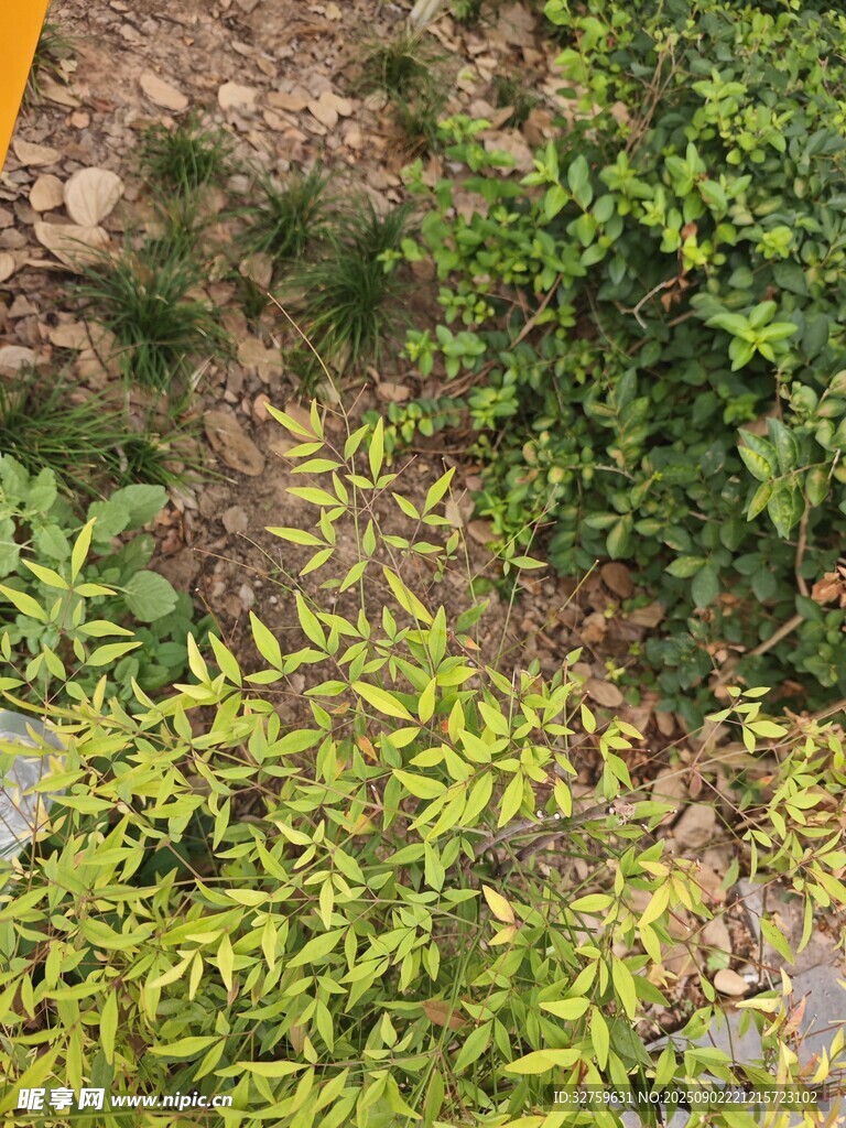 多彩地面植物景观