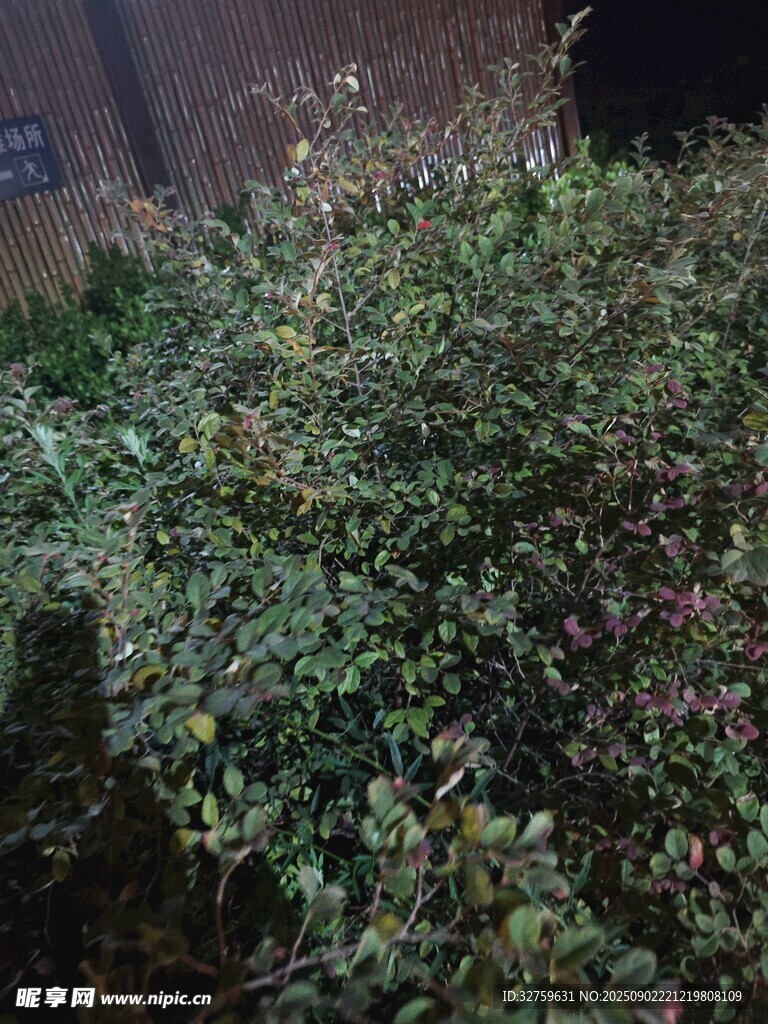 夜间绿植景观