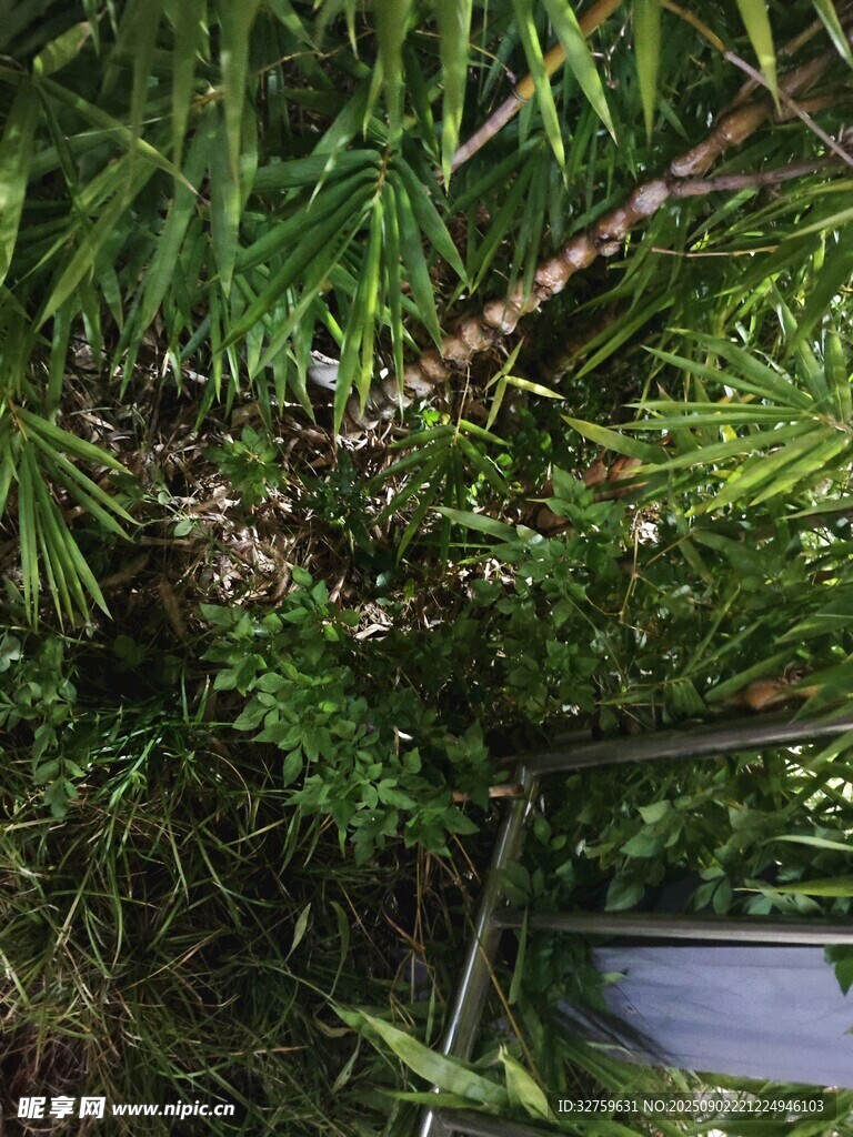 茂密绿植中的奇特植物
