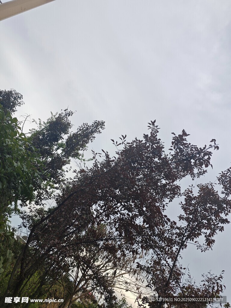 树梢映于天空之景