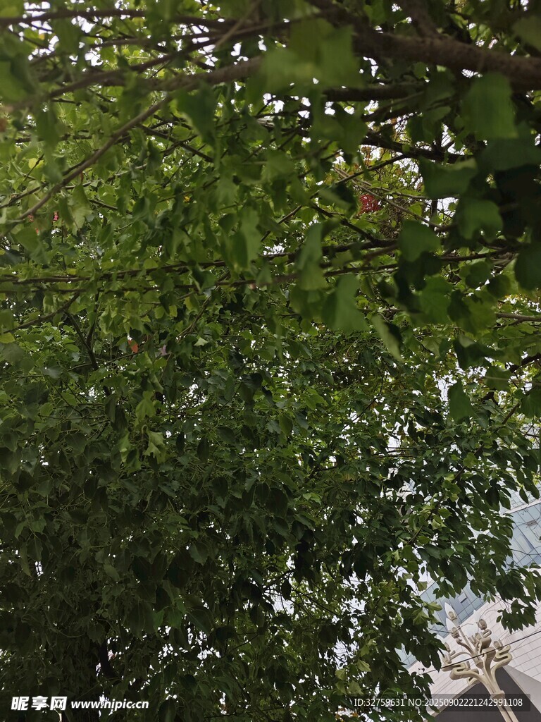 繁茂绿树 