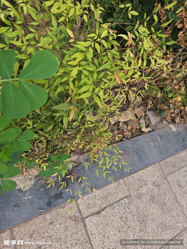 路边绿植与砖石地面景观