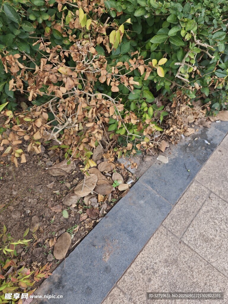 路边枯黄植物与砖石边缘