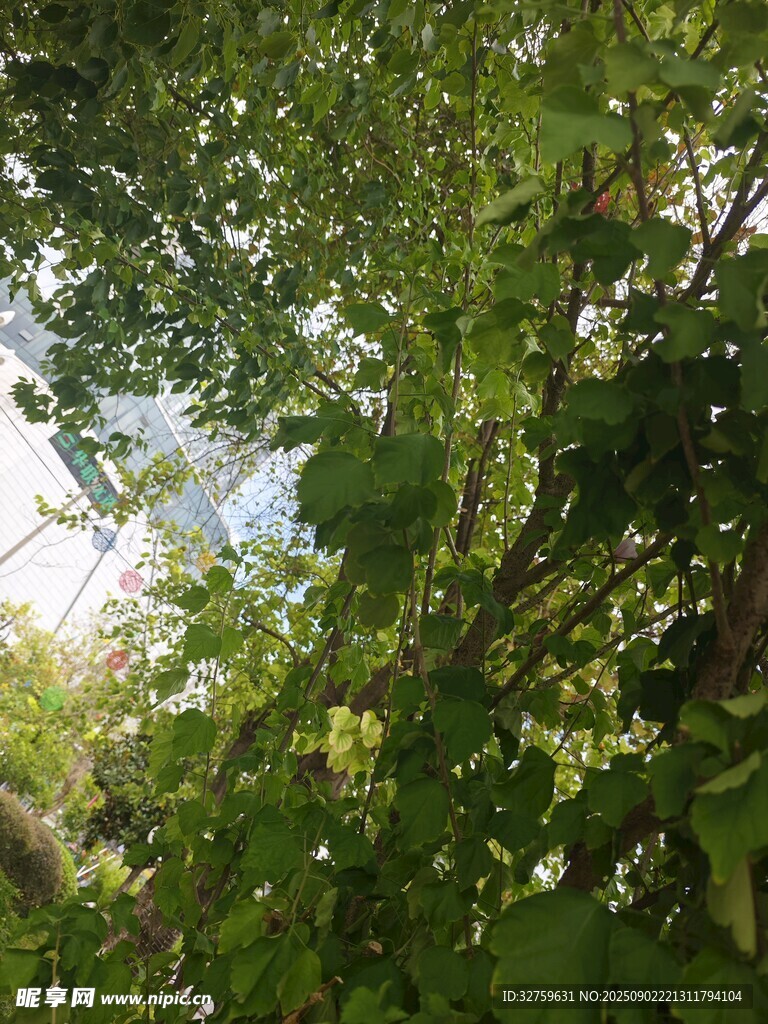 繁茂绿荫下的自然景致