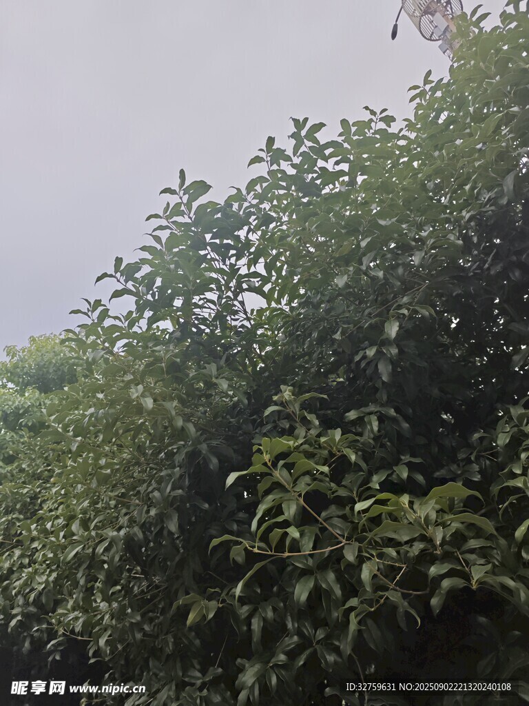 茂密绿植景观