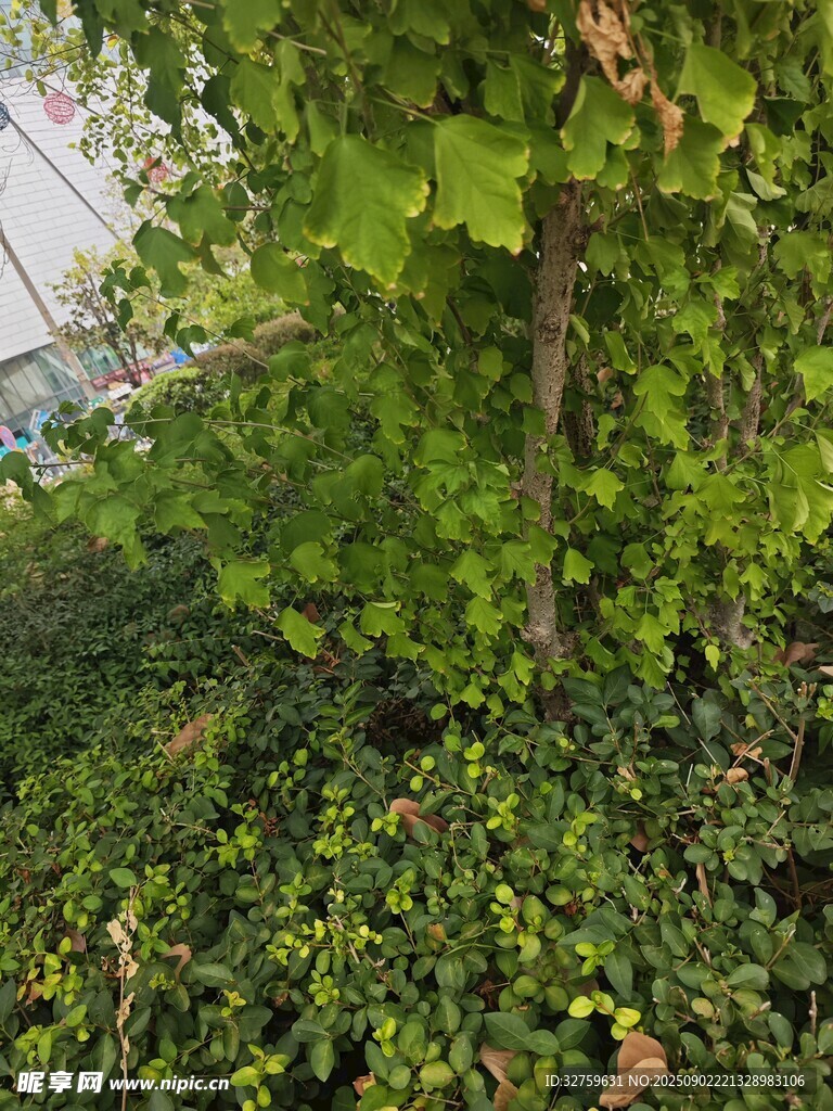 繁茂绿植