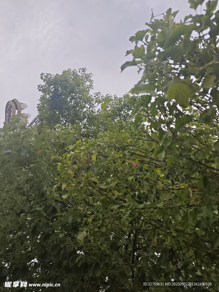 茂密树林中的绿意景象