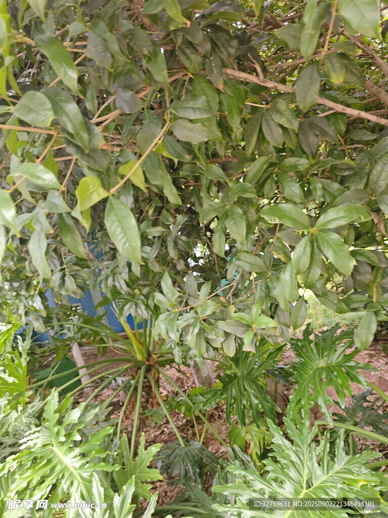 地面繁茂绿植景象
