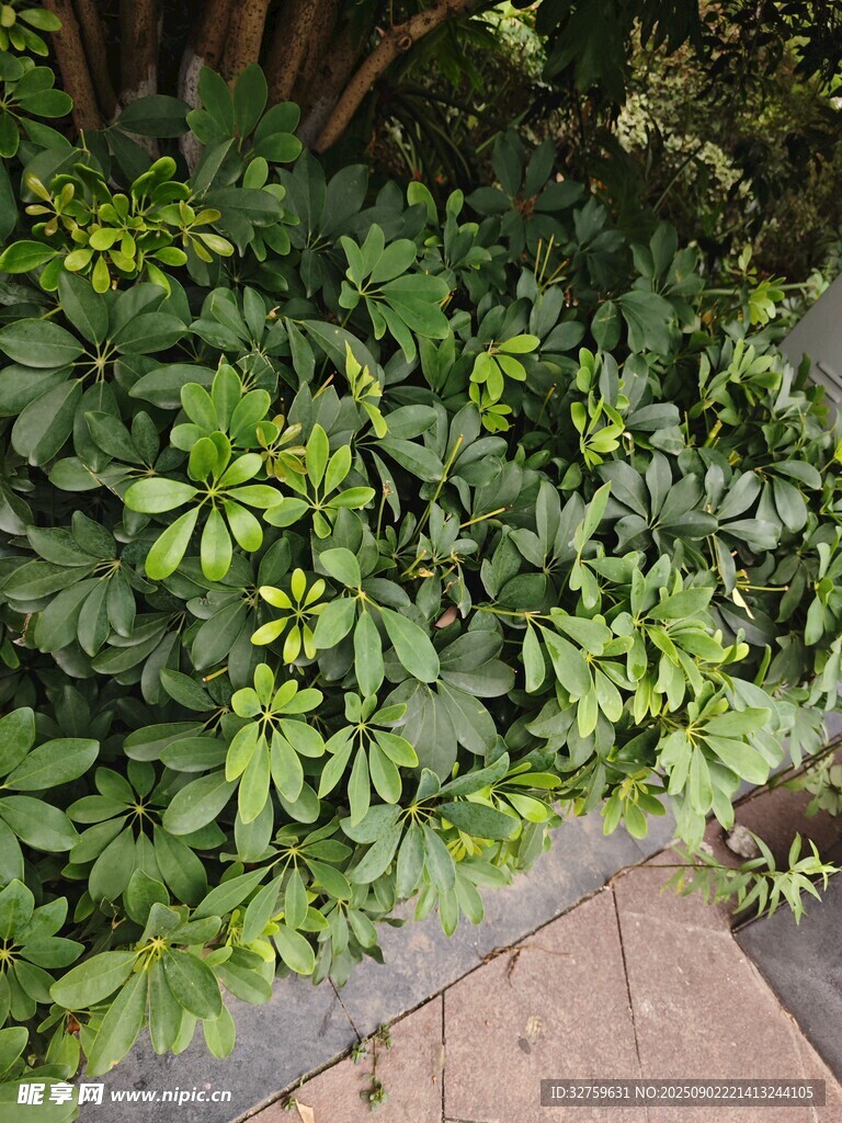 路边繁茂绿植景观